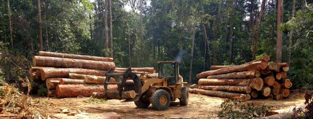 Best Lot and Land Clearing  in Beach City, TX