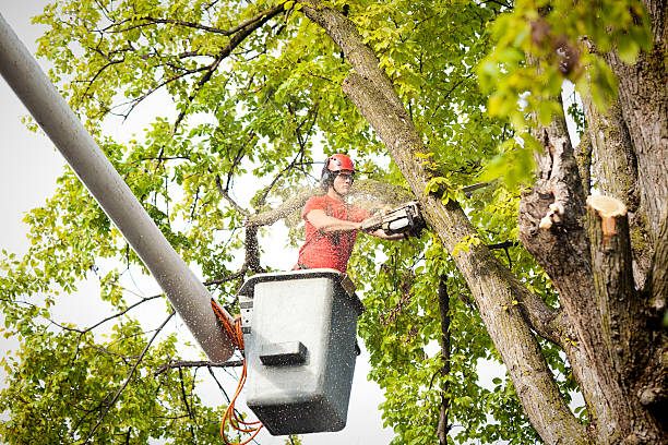 Best Stump Grinding and Removal  in Beach City, TX